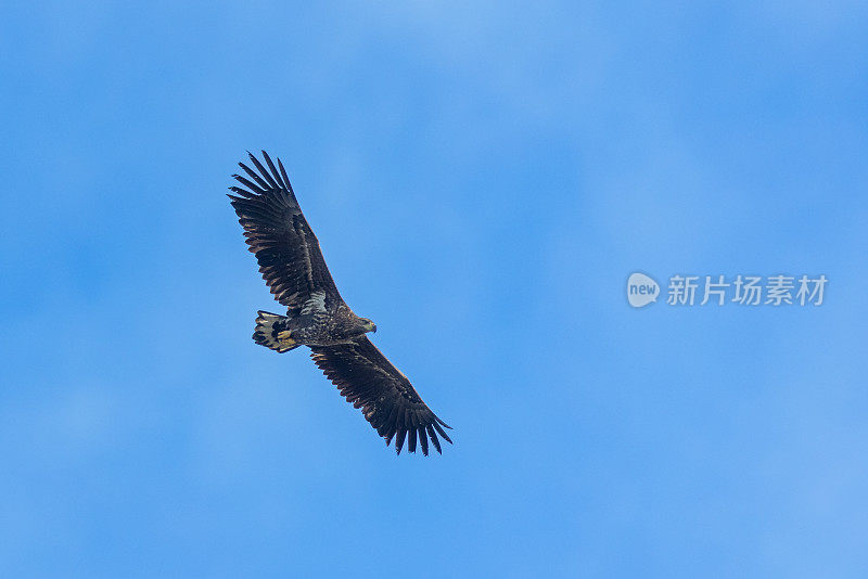 白尾飞鹰(Haliaeetus albicilla)